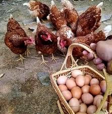 Hens